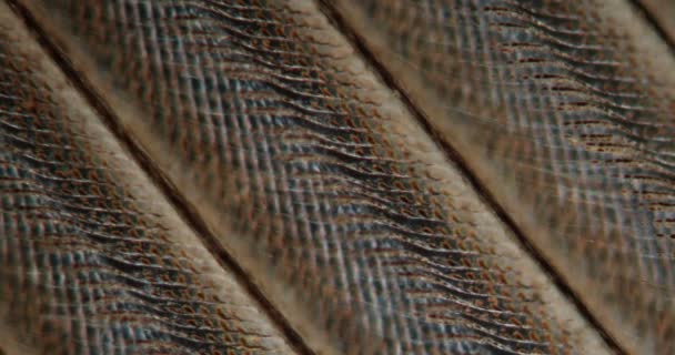 Faisan plumage dans le tissu Darkfield au microscope 100x - Séquence, vidéo
