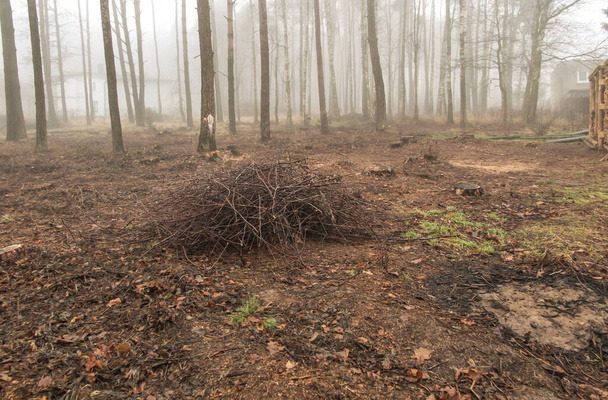 туман в лесу, создающий мрачное изображение в качестве фона - Фото, изображение