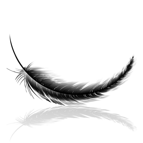 Black delicate feather with shadow - Photo, Image
