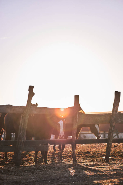Kaunis ruskea täysikasvuinen hevonen seisoo puisen aitauksen takana ja katso älykkäillä silmillä. Nuorten orien muotokuvat auringonlaskun aikaan maatilalla. - Valokuva, kuva