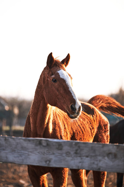 Bellissimo cavallo purosangue marrone si trova dietro paddock di legno e guarda con occhi intelligenti. Ritratto di giovane stallone al tramonto in fattoria. - Foto, immagini