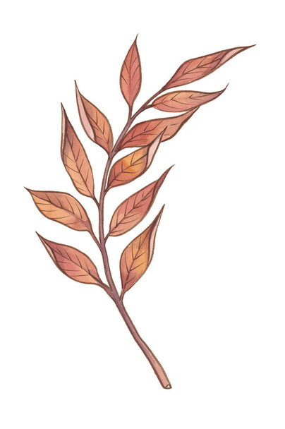 Akvarell ősz arany, narancs, bordó, barna és piros levelek - Fotó, kép
