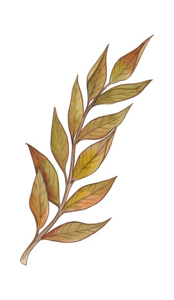 Aquarell Herbstgold, Orange, Burgunder, braune und rote Blätter - Foto, Bild