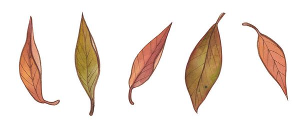 Акварель осень золото, оранжевый, бордовый, коричневый и красный листья - Фото, изображение