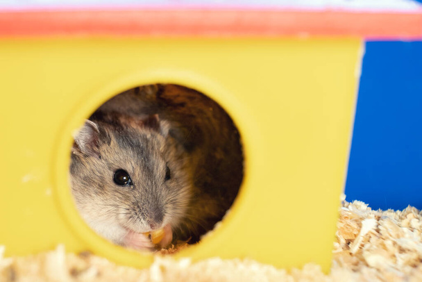 Small gray jungar hamster rat in yellow home cage. - Photo, image