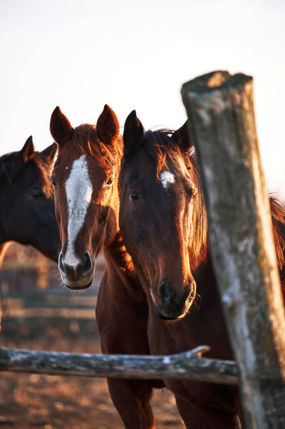 Hermosos caballos de pura raza marrón están detrás del paddock de madera y miran con ojos inteligentes. Retratos de sementales jóvenes al atardecer en la granja. - Foto, imagen