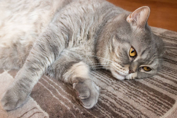 Britannico gatto grigio si trova sul pavimento - Foto, immagini