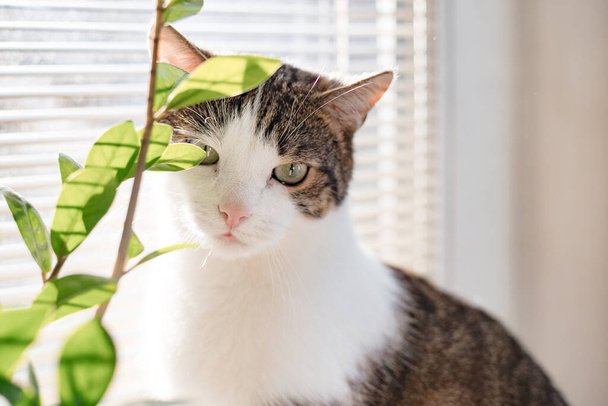 Симпатичный кот с зелеными глазами сидит на подоконнике. Баннер, пространство для копирования, крупный план, фон. Восхитительная концепция домашнего питомца. Кот нюхает растение, усыновить питомца - Фото, изображение