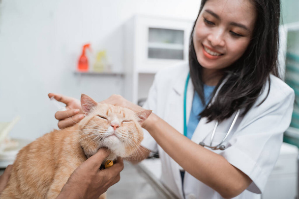 female veterinarian using injection giving the vaccine to the cat - Foto, afbeelding