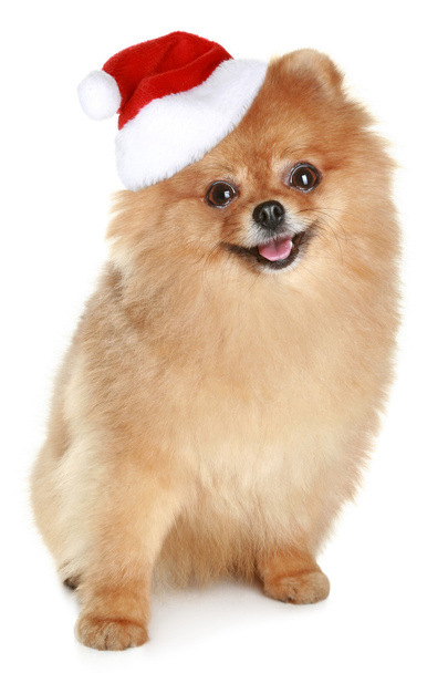 Funny spitz-dog in santa red hat - Fotoğraf, Görsel