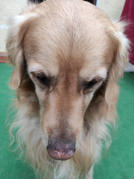 Υποτακτική σκυλί golden retriever κάθεται σε τεχνητό γρασίδι. Στο σπίτι. Κατοικίδιο - Φωτογραφία, εικόνα