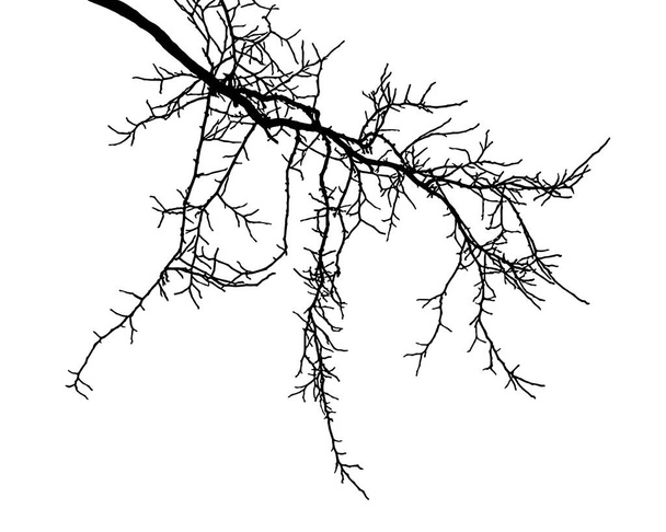 Силуэт природных ветвей дерева на белом фоне. Векторное изображение естественной ветви акации. (Векторная иллюстрация). - Вектор,изображение