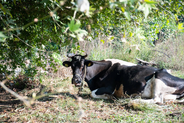 Zwart-witte koe zittend in de tuin onder de zon - Foto, afbeelding