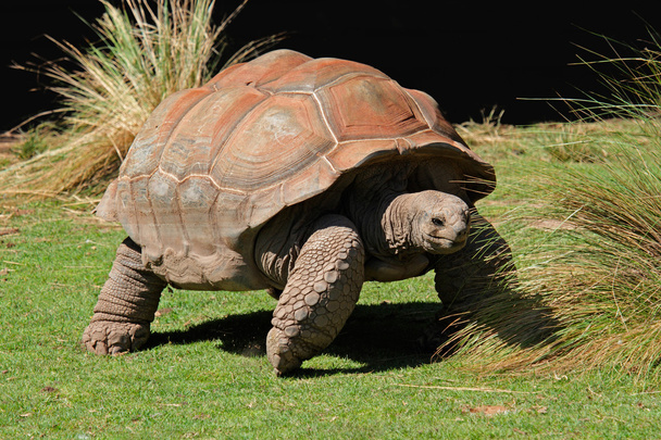 Galapagos tortoise - Φωτογραφία, εικόνα