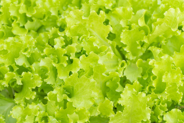 Fresh green lettuce is beautiful vegetable. close up - Photo, Image