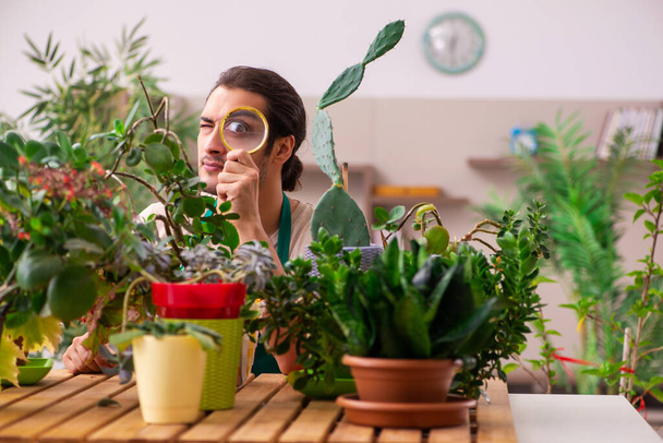 Joven jardinero masculino con plantas en el interior - Foto, Imagen