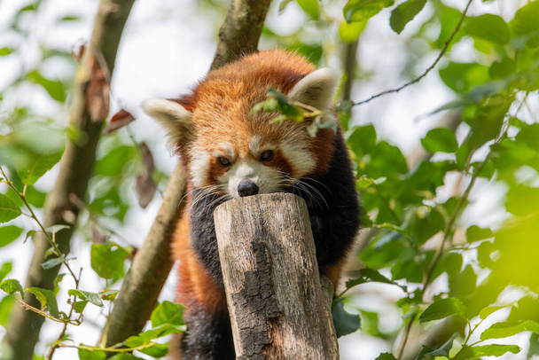 Panda rouge (ailurus fulgens) debout sur un petit tronc d'arbre avec quelques feuilles d'un arbre qui l'entoure - Photo, image