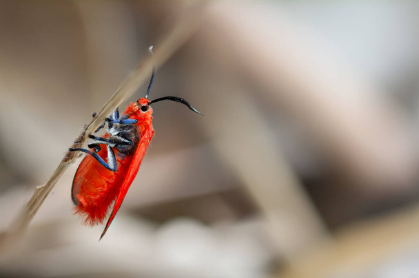 choglene coccinea (H. Edwards, 1886), (Ptychoglene coccinea), Un papillon de nuit ailé rouge vif est assis sur une herbe morte dans la nature sur un fond flou. - Photo, image