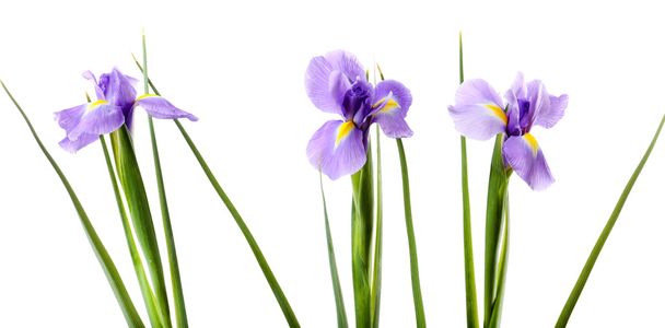 Beautiful iris flower isolated on white - Fotografie, Obrázek