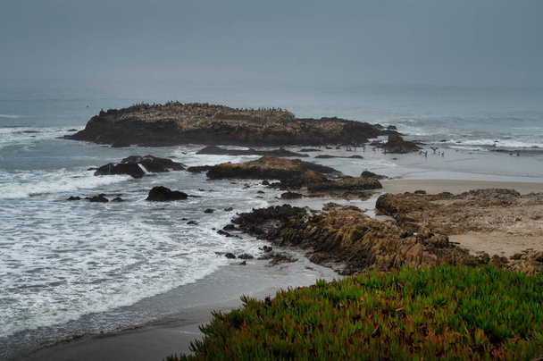 Vögel nisten auf Felsen an der Küste Zentralkaliforniens - Foto, Bild