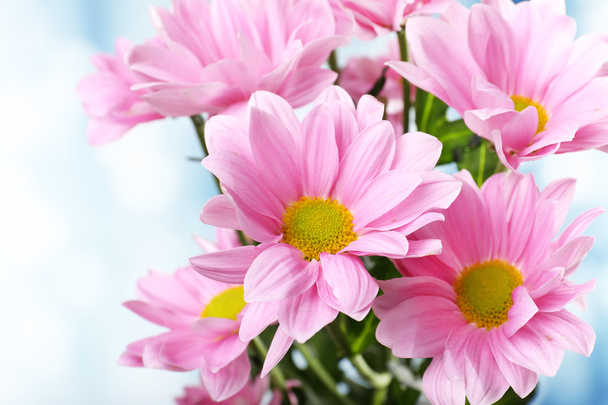 Beautiful chrysanthemum flowers on bright background - Foto, afbeelding