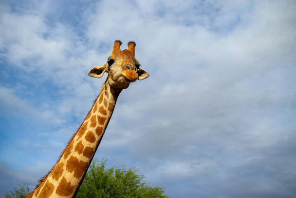 Divoký africký život. Velká jihoafrická žirafa na letním modrém nebi. Namibie - Fotografie, Obrázek