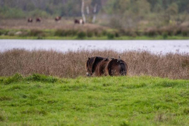 Trzy szpaki na plecach kasztanowego dzikiego konia. Widziany od tyłu. Część konia, jezioro w tle. skupianie się na sobie - Zdjęcie, obraz