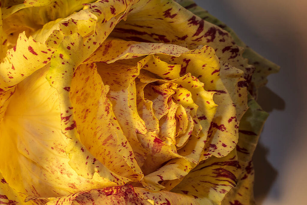 Macro Detail van Yellow Salad Head. Lijkt op een soort roos. Lichte borstel Techniek. - Foto, afbeelding
