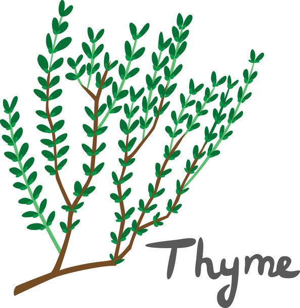 Thyme - Vector, Imagen