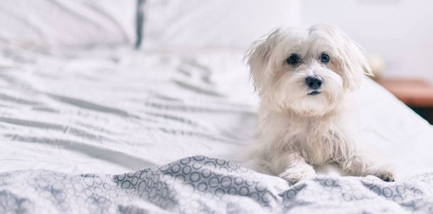 Liebenswerter weißer Hund im Bett. - Foto, Bild