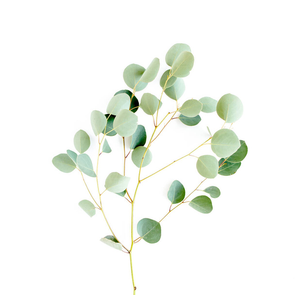 green branch eucalyptus on white background. flat lay, top view - Fotoğraf, Görsel