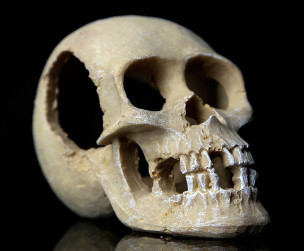 Skull isolated on black - Foto, immagini