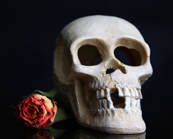 Skull with dried rose isolated on black - Fotografie, Obrázek