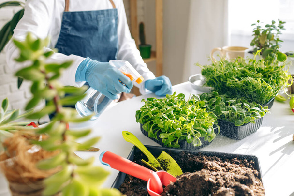 Unrecognizable gardener growing microgreens indoors close up - Valokuva, kuva
