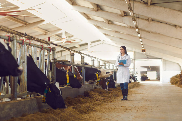 Woman farmer or veterinarian in uniform walking along stalls with cows and making notes - Foto, immagini