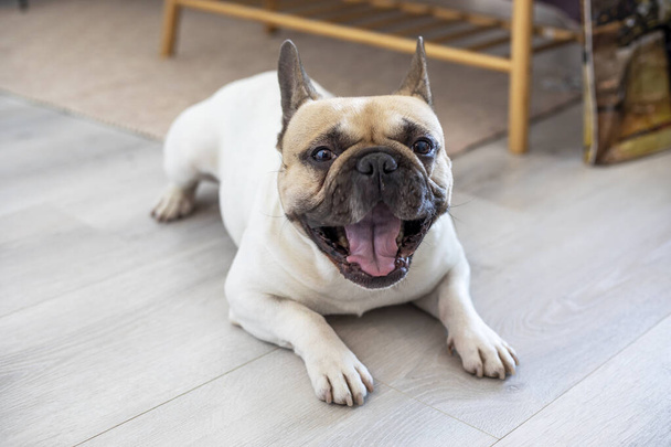 Französische Bulldogge liegt auf dem Boden und beherrscht eine Stimme, waagerecht - Foto, Bild