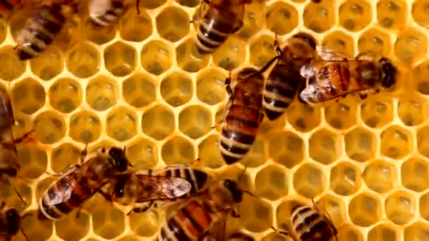 Як правильно пишеться бджолиний вулик?