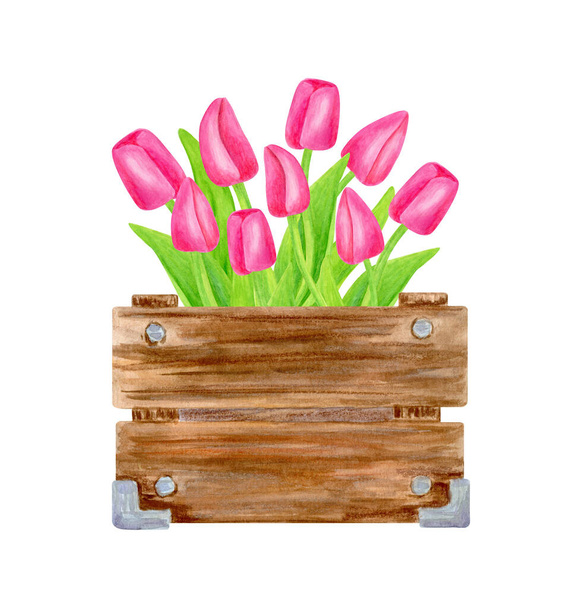 Watercolor spring bouquet in wood box. Hand painted pink tulips with leaves in wooden container isolated on white background. Floral illustration for card, Easter - Zdjęcie, obraz
