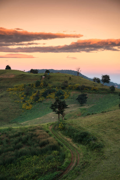 Paisaje de árbol en colina verde con cielo colorido por la noche en el parque nacional  - Foto, imagen