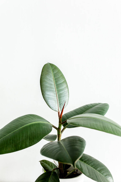 Home plant green leaf ficus benjamina, elastica on a light background  - Fotografie, Obrázek