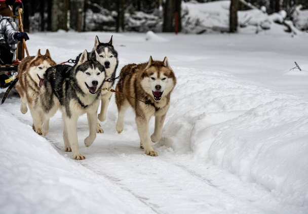 Çalışan kızak köpekleri kışın koşum takımı takıyor ve kadınlar kızakla kayıyor. - Fotoğraf, Görsel