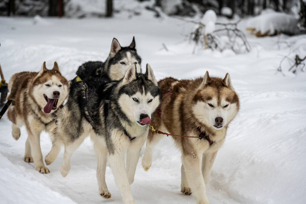 chiens de traîneau de travail husky harnais au travail en hiver et la luge femme - Photo, image