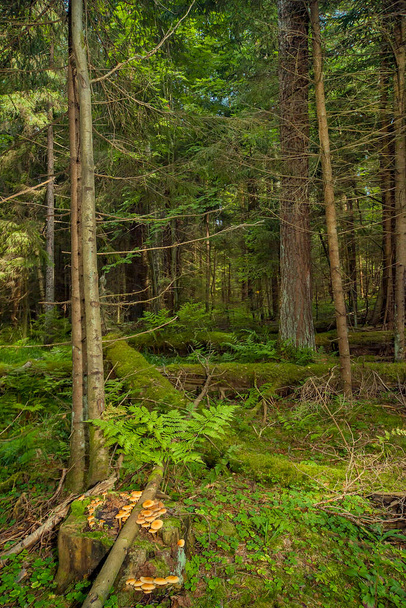 A dense forest with old fallen trees overgrown with moss, in the foreground a stump with yellow mushrooms growing on it. The undergrowth consists of various grasses and ferns. - Photo, Image