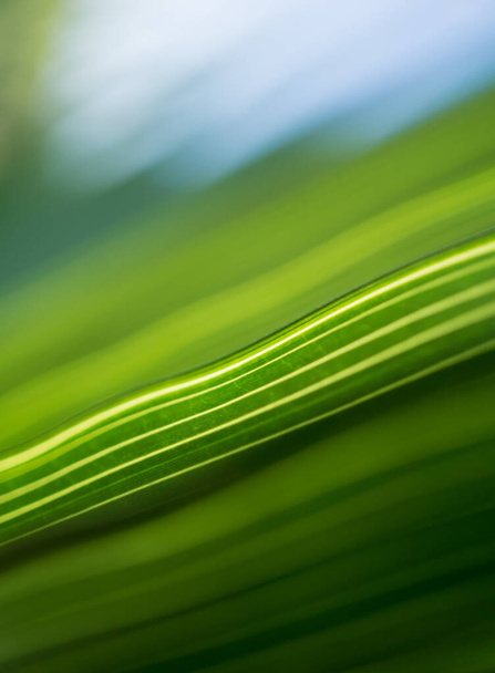Beautiful exotic pattern of green tropical palm leaves - Фото, изображение