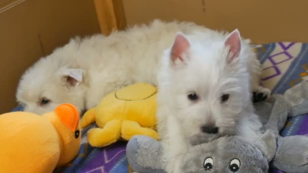 αστεία λευκά σκυλιά τεριέ West Highland κουτάβι κάθονται στο aviary ή το κουτί τους για το μικρό σκυλί εσωτερικό, σκύλος αναπαραγωγής επιχειρηματική ιδέα - Πλάνα, βίντεο
