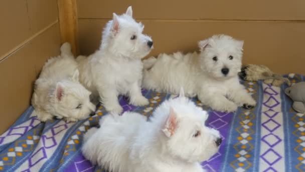 divertido blanco oeste Highland terrier perros cachorro sentarse en su aviario o caja para perro pequeño interior, perro crianza concepto de negocio - Metraje, vídeo
