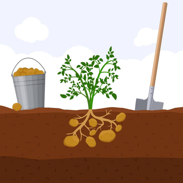 Sklizeň brambor, kýble a lopaty. Koncept kopání brambor. Čerstvé organické zahradní rostlina rostoucí v podzemí, Vektorové ilustrace - Vektor, obrázek