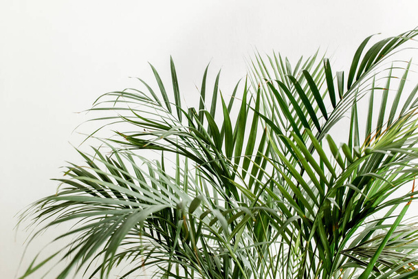 Exotic tropical green palm leaves, branchs on white background with blank space for text. Flat lay, top view  - Zdjęcie, obraz
