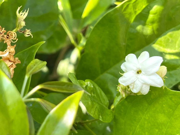 White Jasmine flower with green leaf nature background,fragrant smell good for aroma oil,Satin-wood,Cosmetic bark tree - Photo, Image