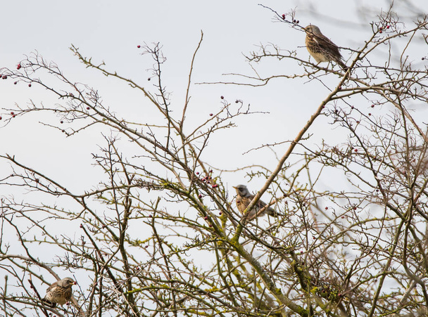 A small group of fieldfares feeding on berries, in the winter.  - Photo, Image